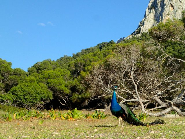 You'll also encounter peacocks just about everywhere, both male...